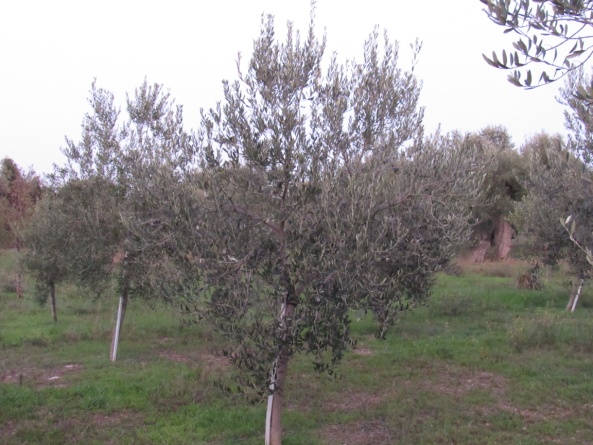 Ulivo giovane