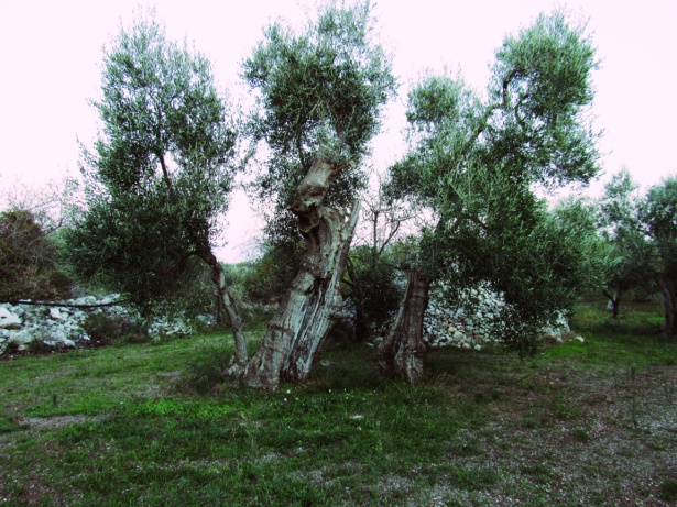 Ulivo secolare